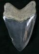 Glossy, Serrated Megalodon Tooth #29420-1